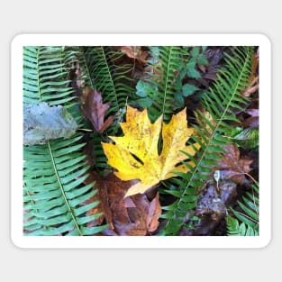 The Sweet Leaves of the Forest in Autumn Sticker